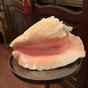 Large Pink and Cream Conch Shell